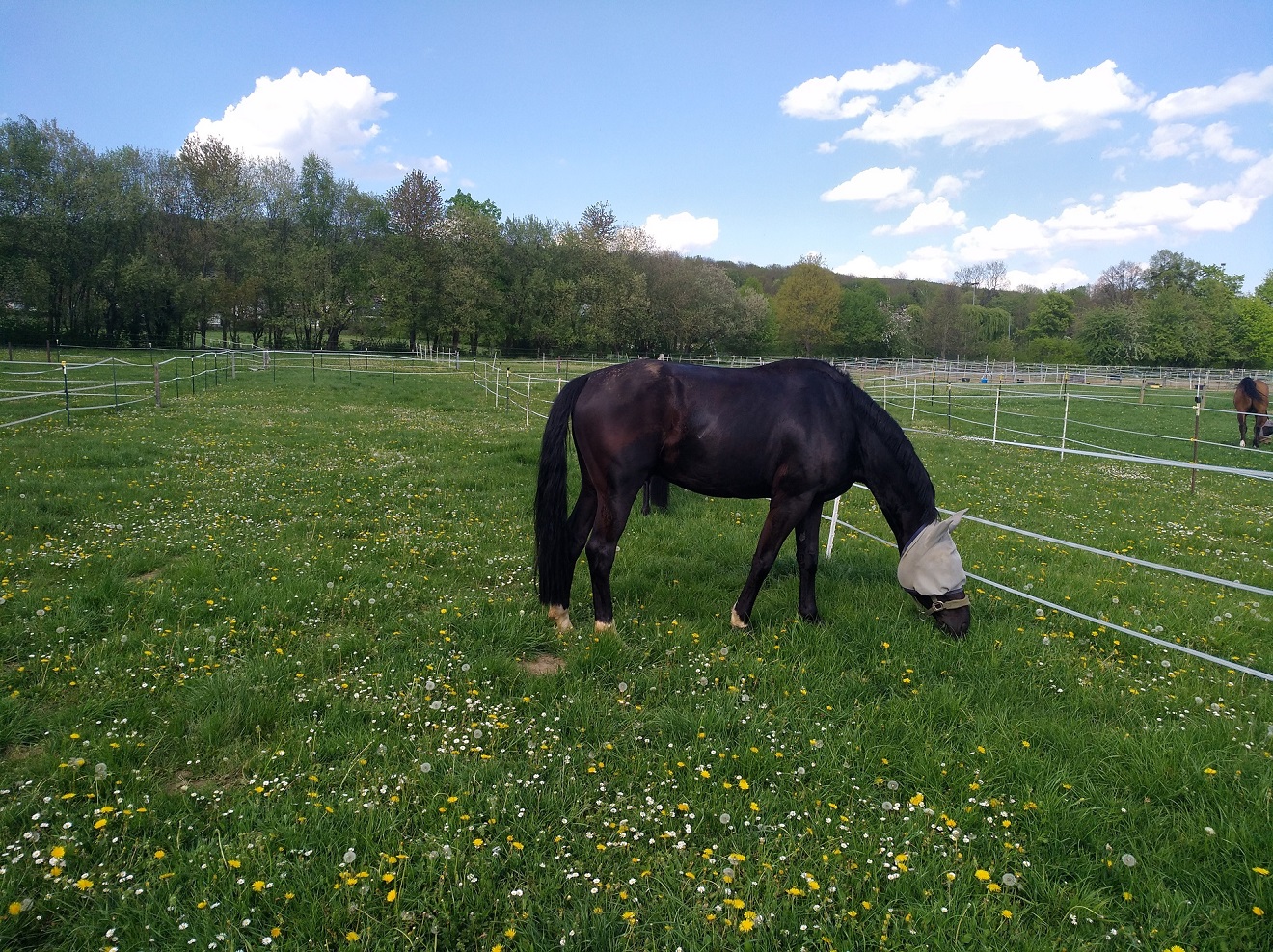 Pferd auf Weide